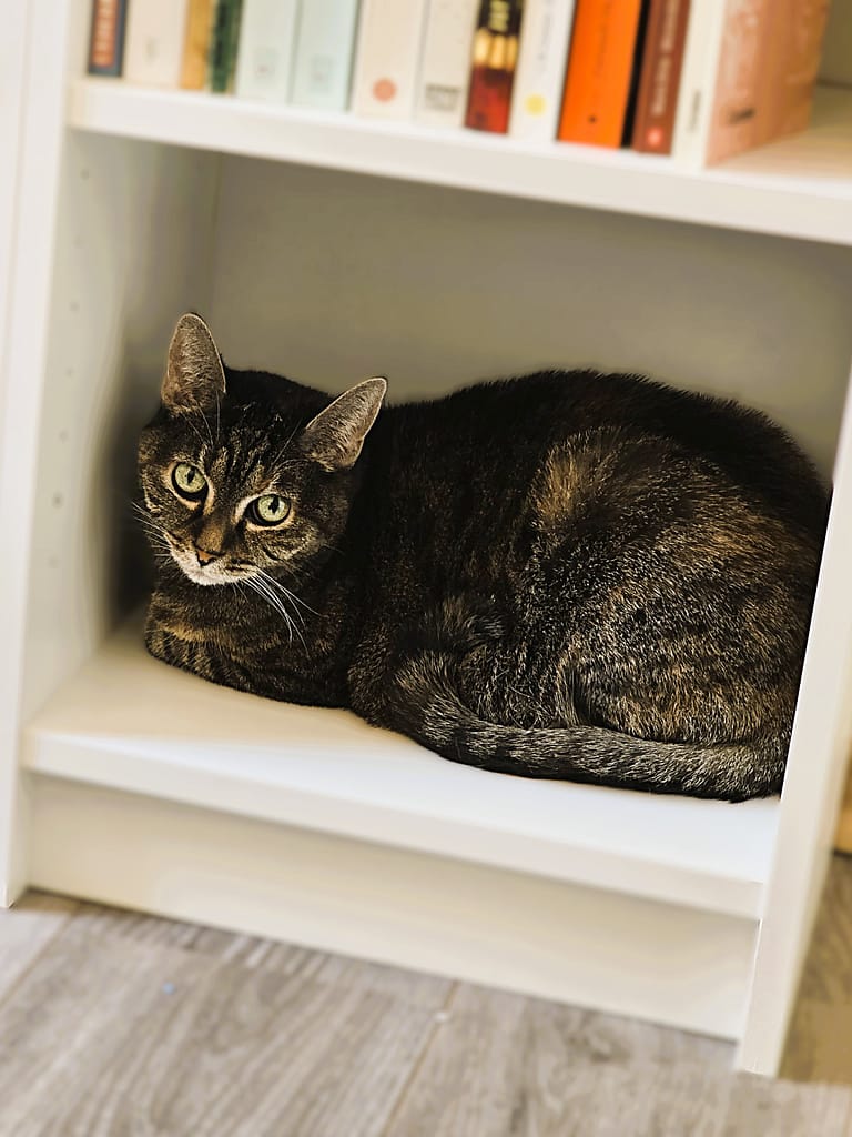 Aktuell liegt die Katze im Bücherregal